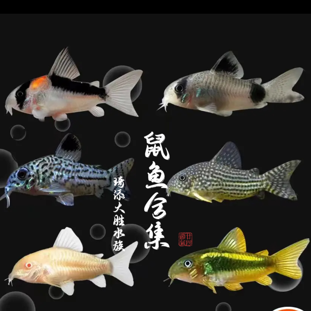 超萌好物琦添大胜 鼠鱼拼大合集南美小型热带鱼小型淡水观赏鱼