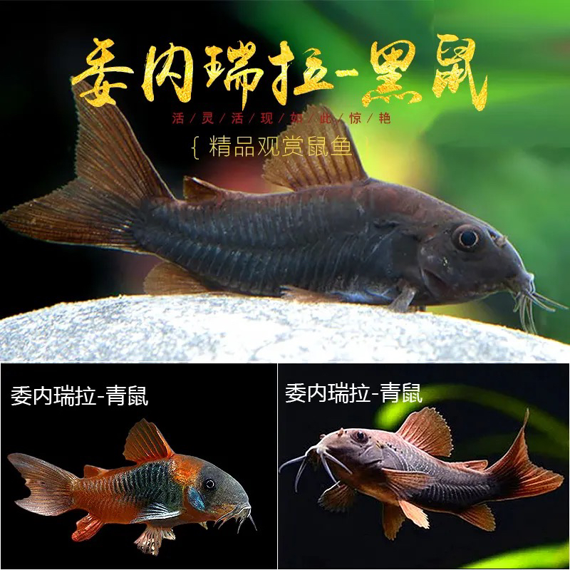 超萌好物琦添大胜委内瑞拉青鼠鱼类南美小型热带鱼小型淡水观赏鱼