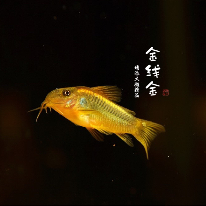 超萌好物琦添大胜 金线金鼠科鱼南美小型热带鱼小型淡水观赏鱼
