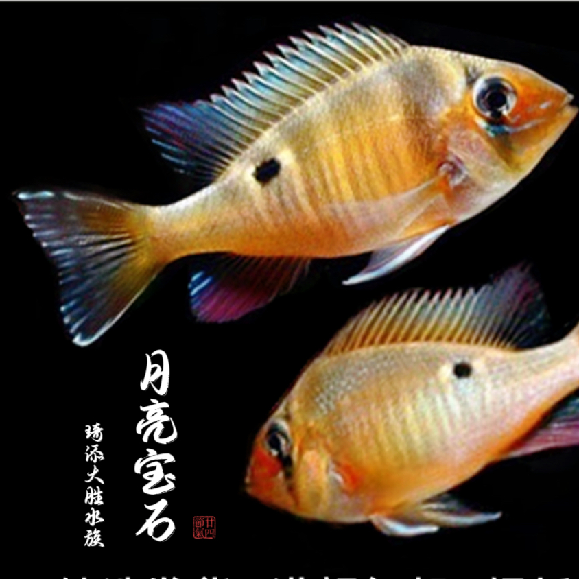 超萌好物琦添大胜瓦瑞尼印尼圣塔伦月亮大合集热带鱼小型观赏鱼