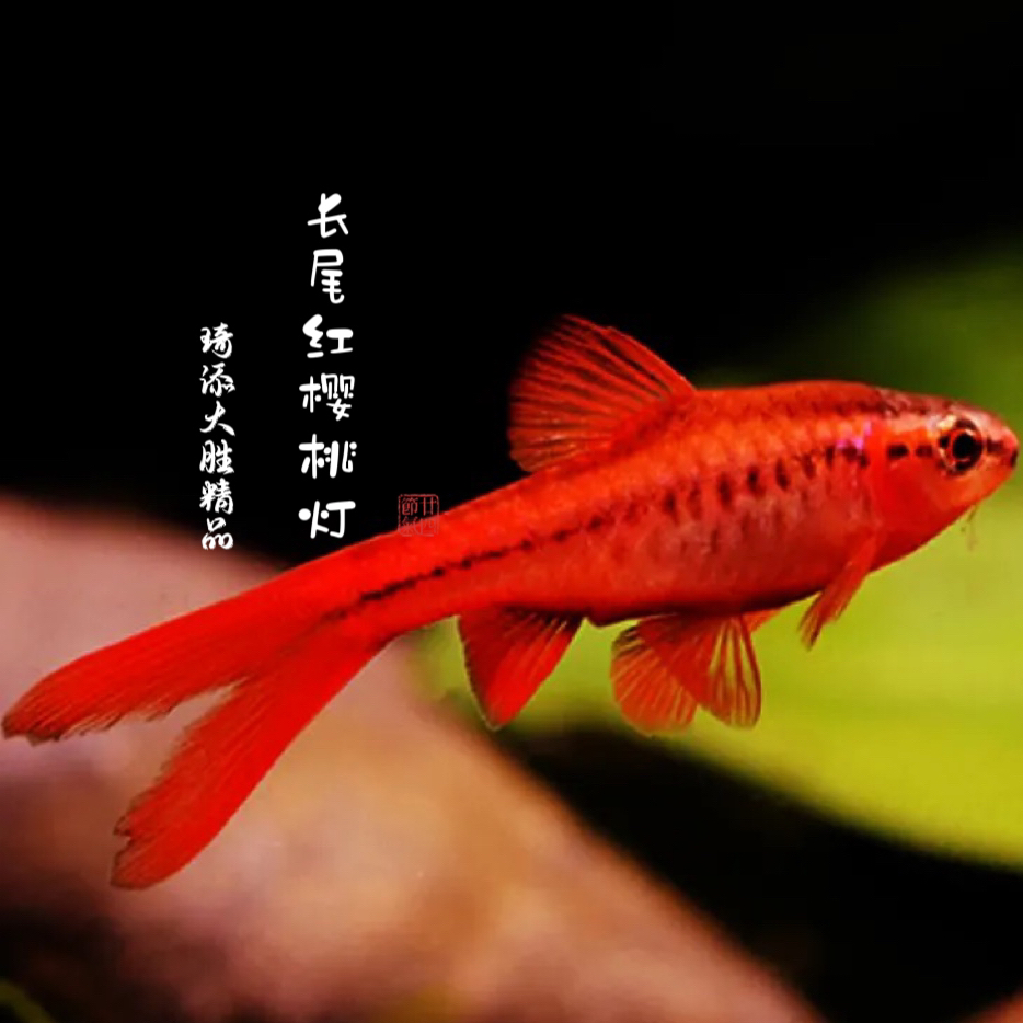 超萌好物 长尾超血 红樱桃 灯科鱼小型热带观赏鱼