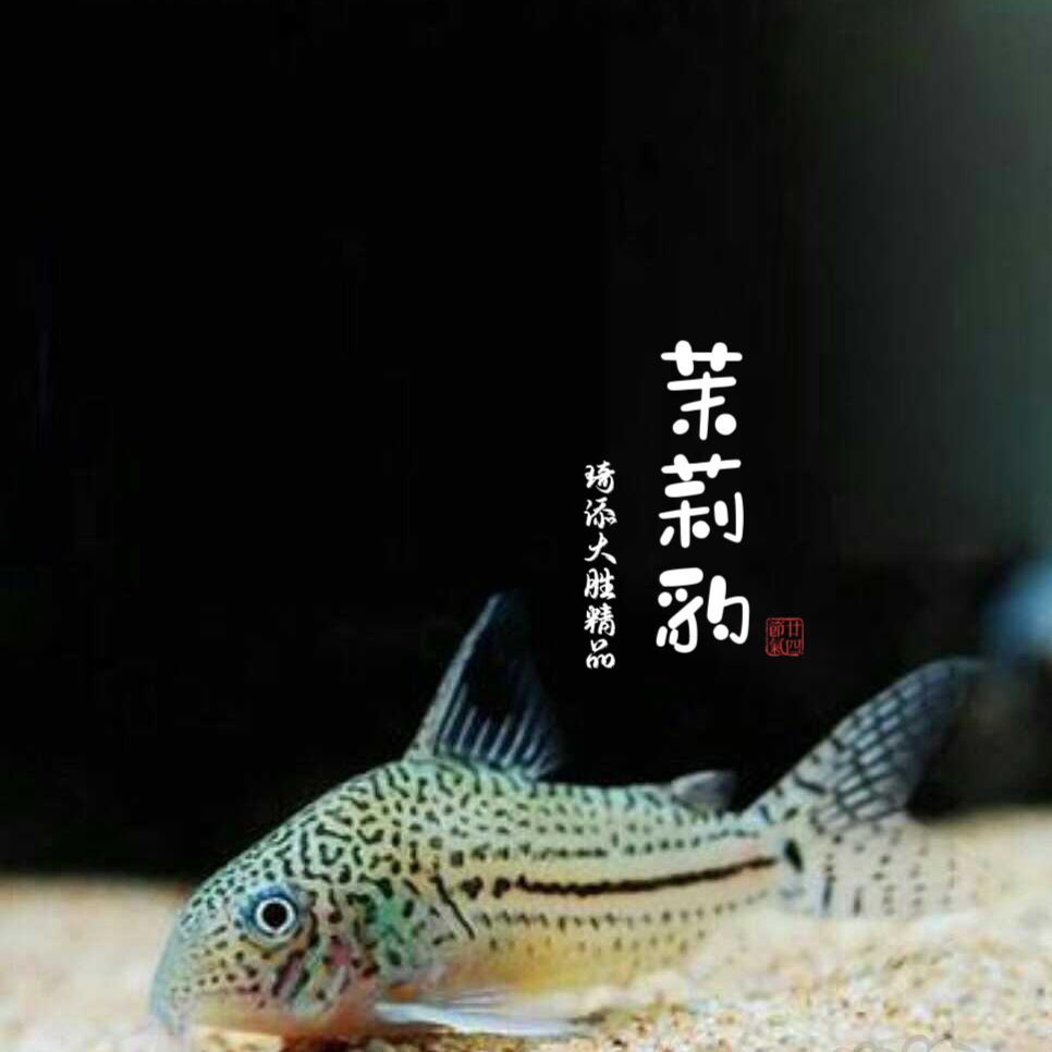 超萌好物琦添大胜 茉莉豹鼠科鱼南美小型热带鱼小型淡水观赏鱼