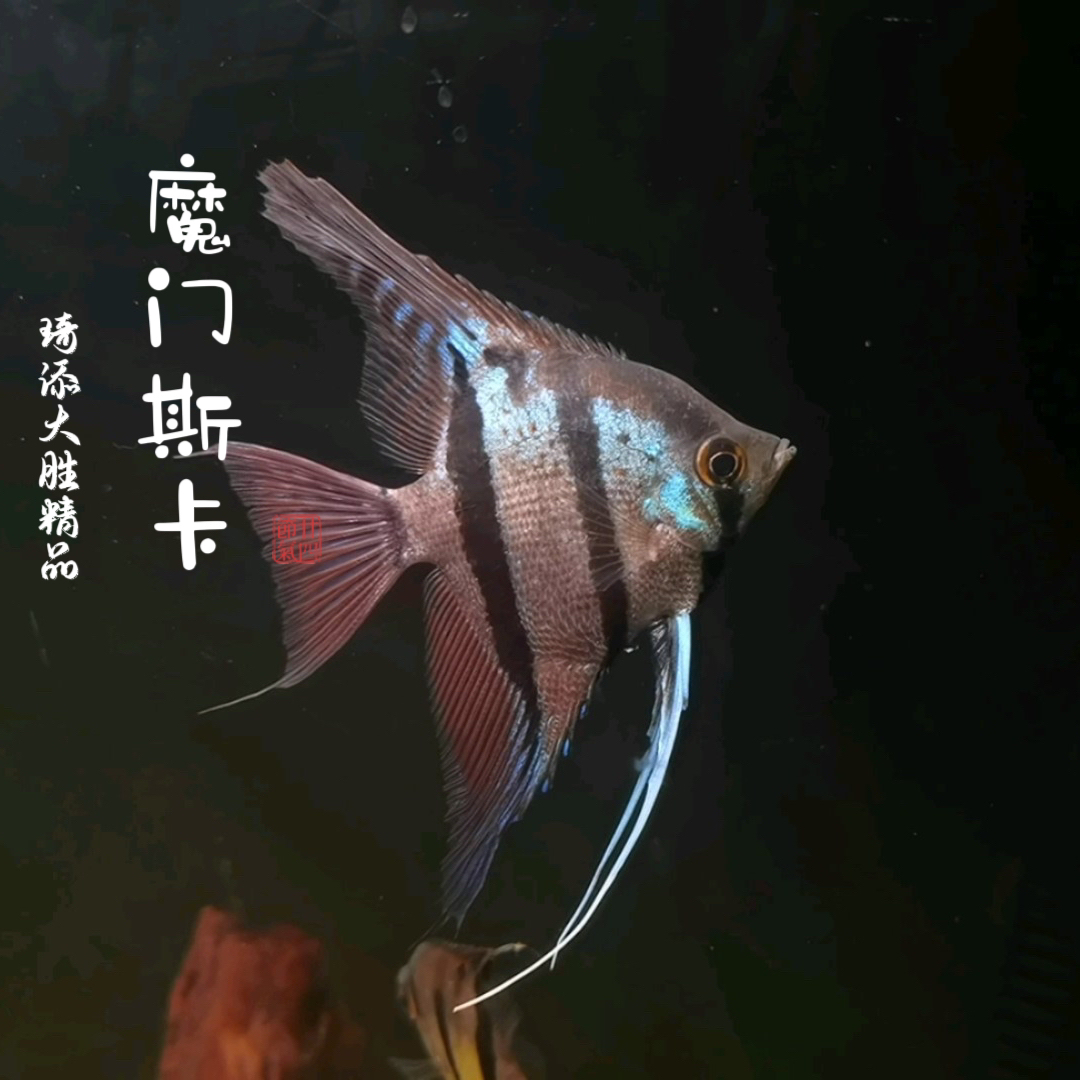 超萌好物琦添大胜 魔门斯卡神仙鱼南美小型热带鱼小型淡水观赏鱼