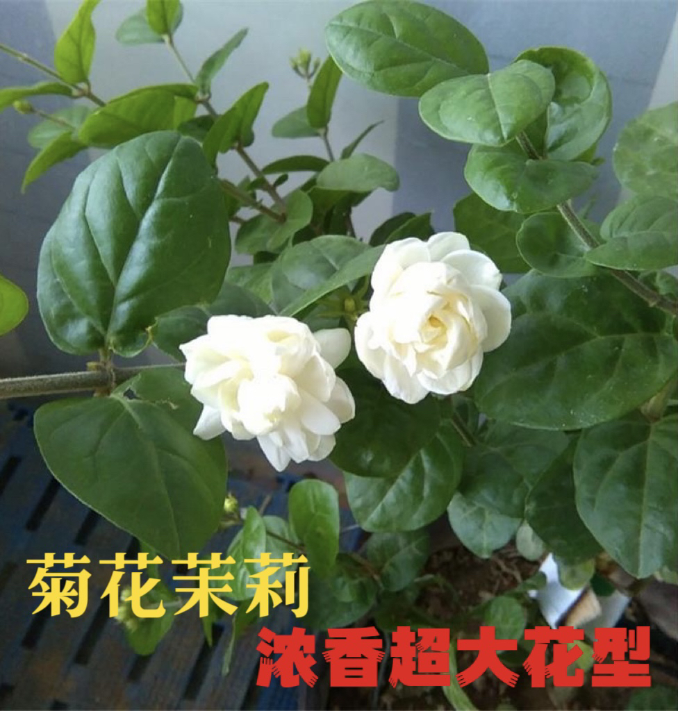 珍品浓香菊花茉莉盆栽苗圆叶茉莉室内外庭院芳香花卉绿植
