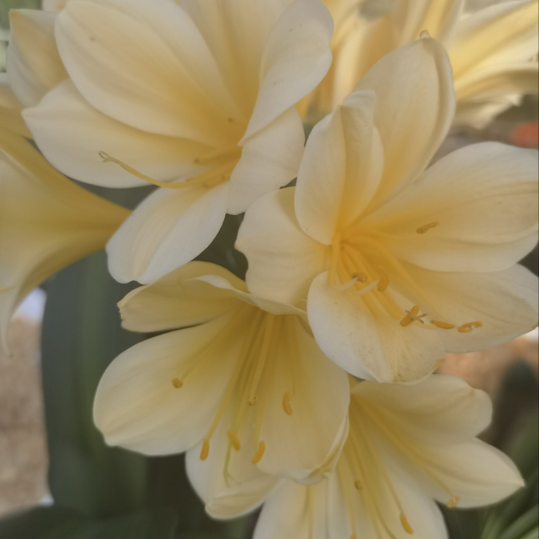 君子兰有净化空气吸甲醛功效，非常适合家庭养殖。