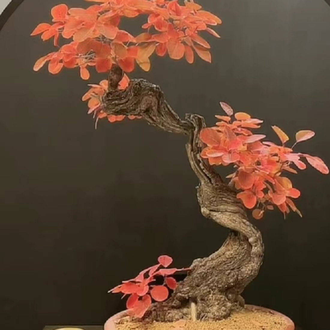 红叶黄栌盆景【一物一拍】