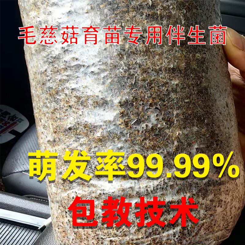 毛慈菇专用伴生菌紫花/黄花通用菌高萌发率