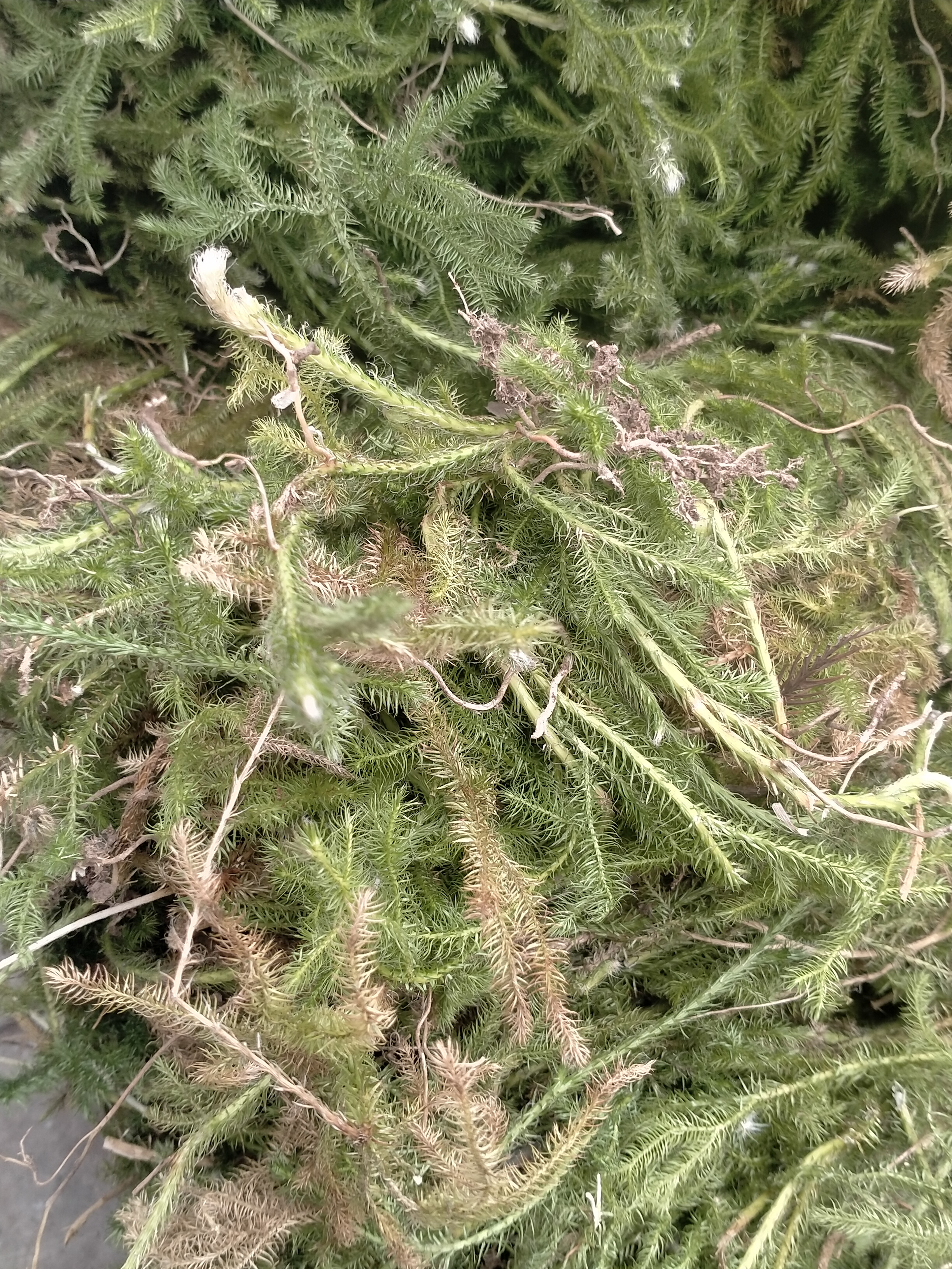 贵州深山里的[伸，筋，草]野生干货，500克