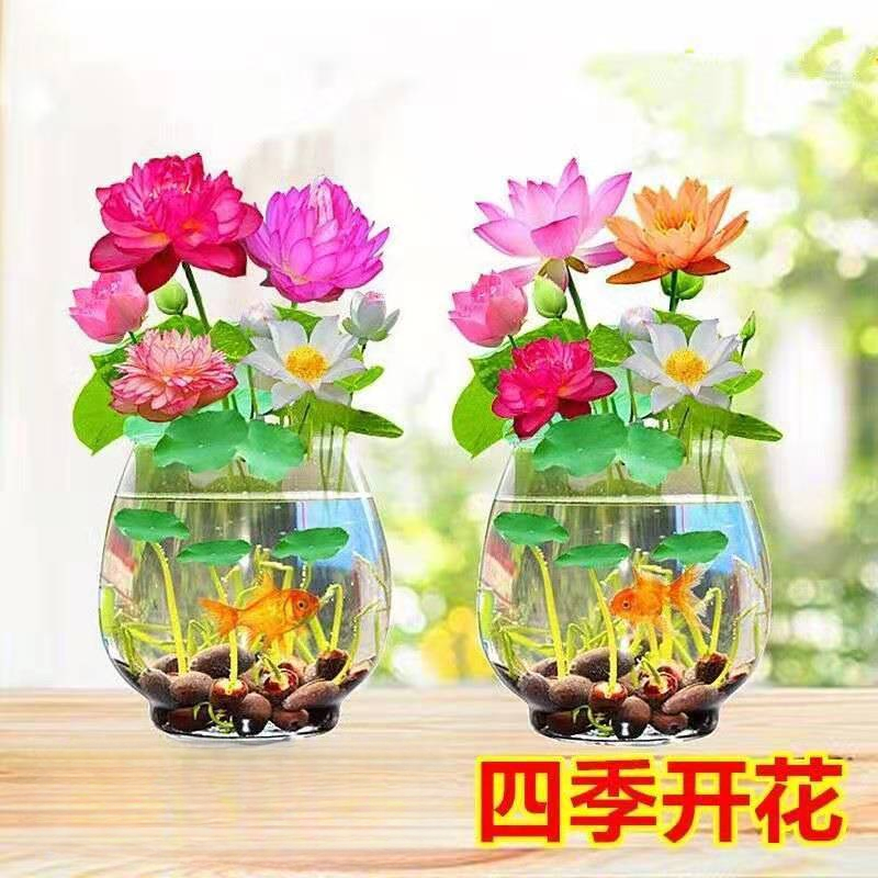 四季播种碗莲水培花卉盆栽迷你荷花睡莲花绿植水生花卉室内外活