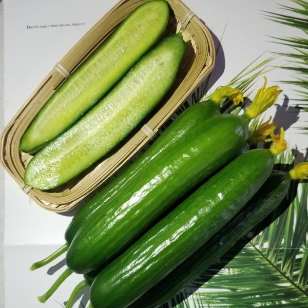 水果小黄瓜山东新鲜水果蔬菜3斤/4.5斤