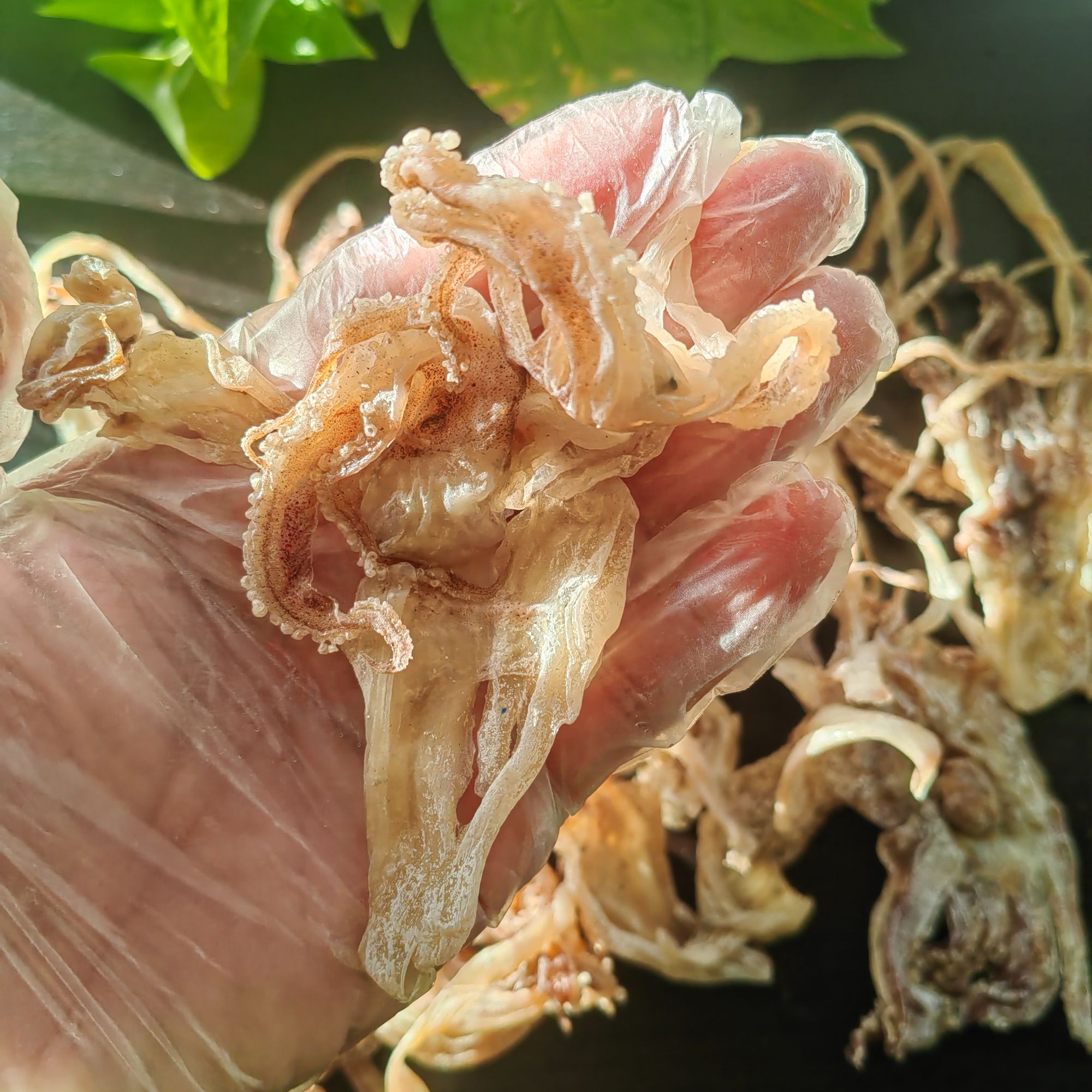 鱿鱼头大大号鱿鱼干精选500g