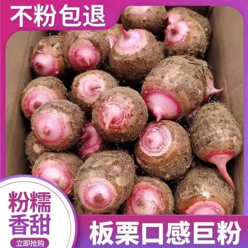 【5斤装】浙江新鲜现挖细腻红芽芋艿口感香糯饱满好吃芋子粉糯奶香