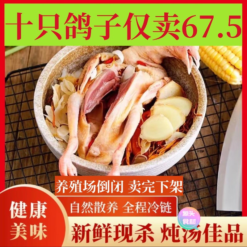 【新店尝鲜】10只乳鸽现杀鸽子肉鸽新鲜散养鸽子批发肉鸽乳鸽煲汤