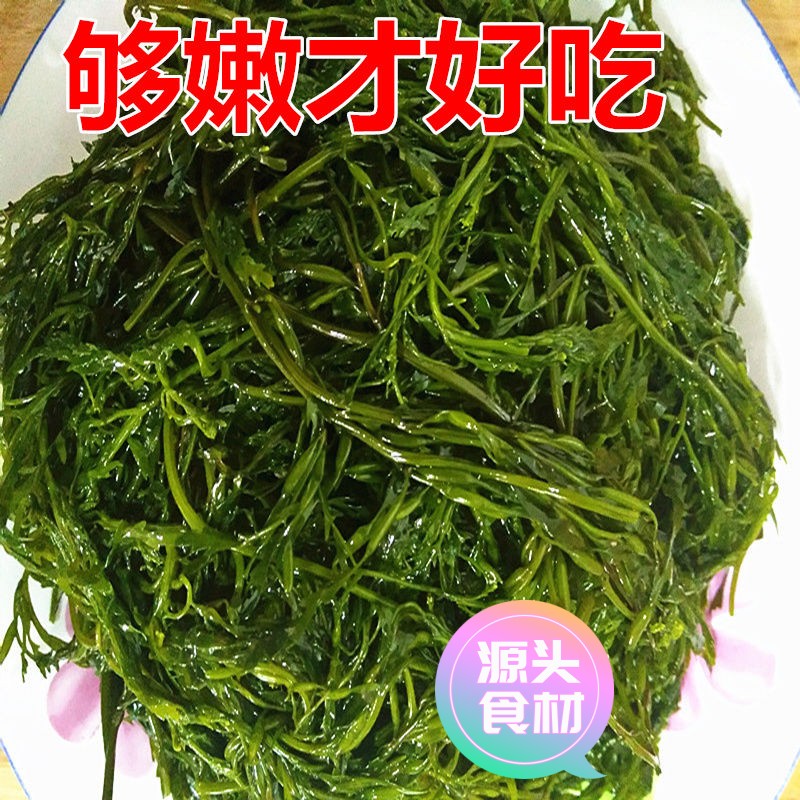【新店尝鲜】新鲜盐渍马尾藻龙须菜鞭炮竹羊栖菜碱性海藻长寿菜火