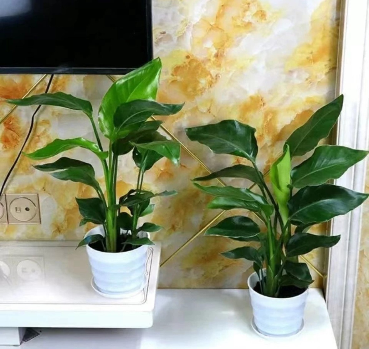 天堂鸟可水培可土培大叶绿植除甲醛净化空气原盆春秋长期低温种植