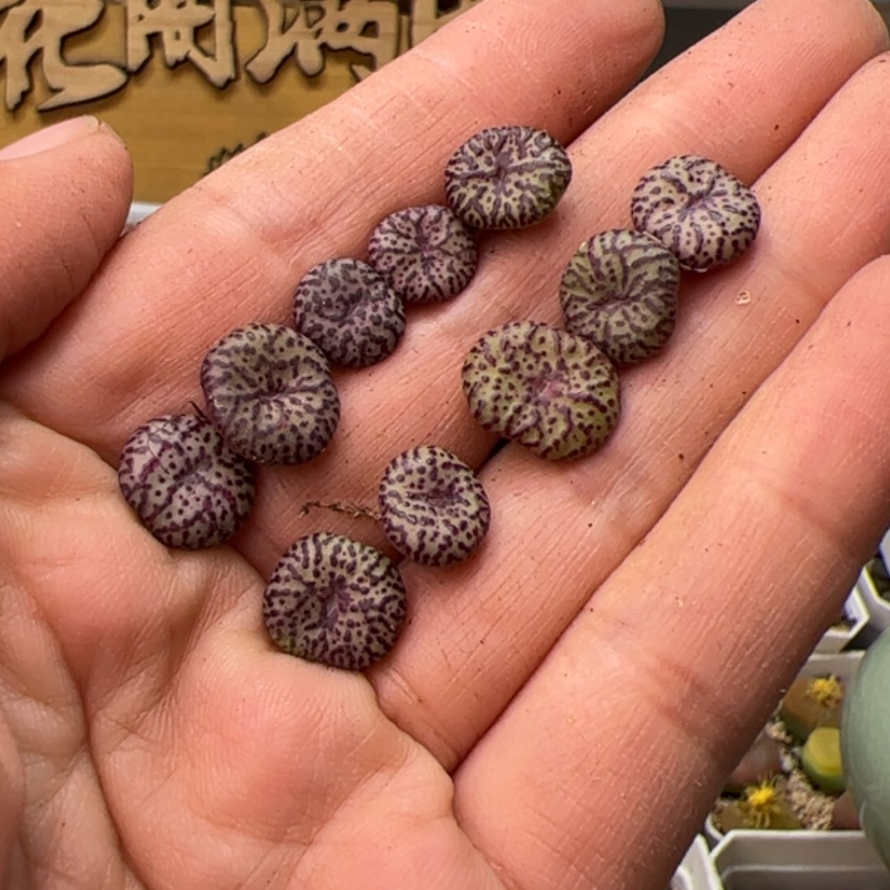 【闪购商品】0000011安贞