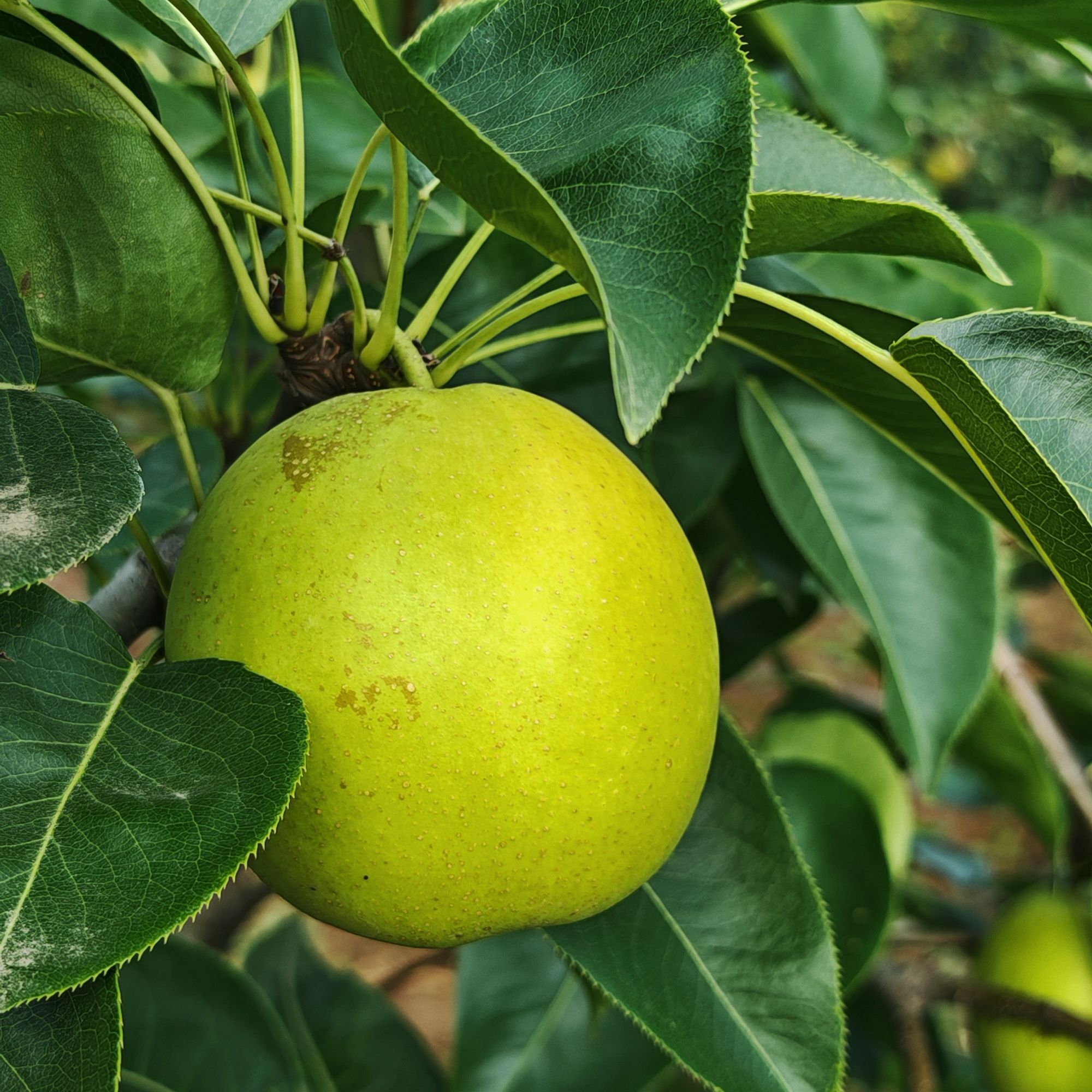 【4株组合单】冬至春红绿褐裸根木本绣球苗