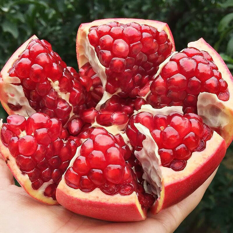 突尼斯软籽石榴红宝石石榴树苗大果甜石榴嫁接苗南北方盆栽地栽