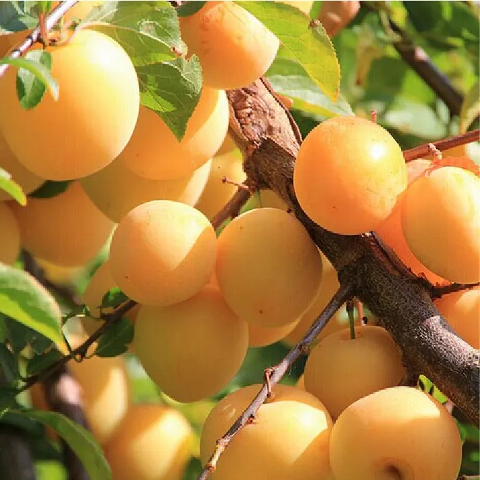 香槟李一年嫁接裸根苗（不包成活）