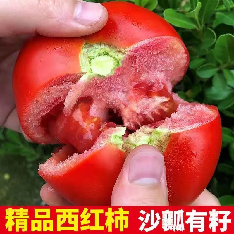 山西正宗普罗旺斯西红柿新鲜自然熟水果柿子沙瓤番茄农家蔬菜