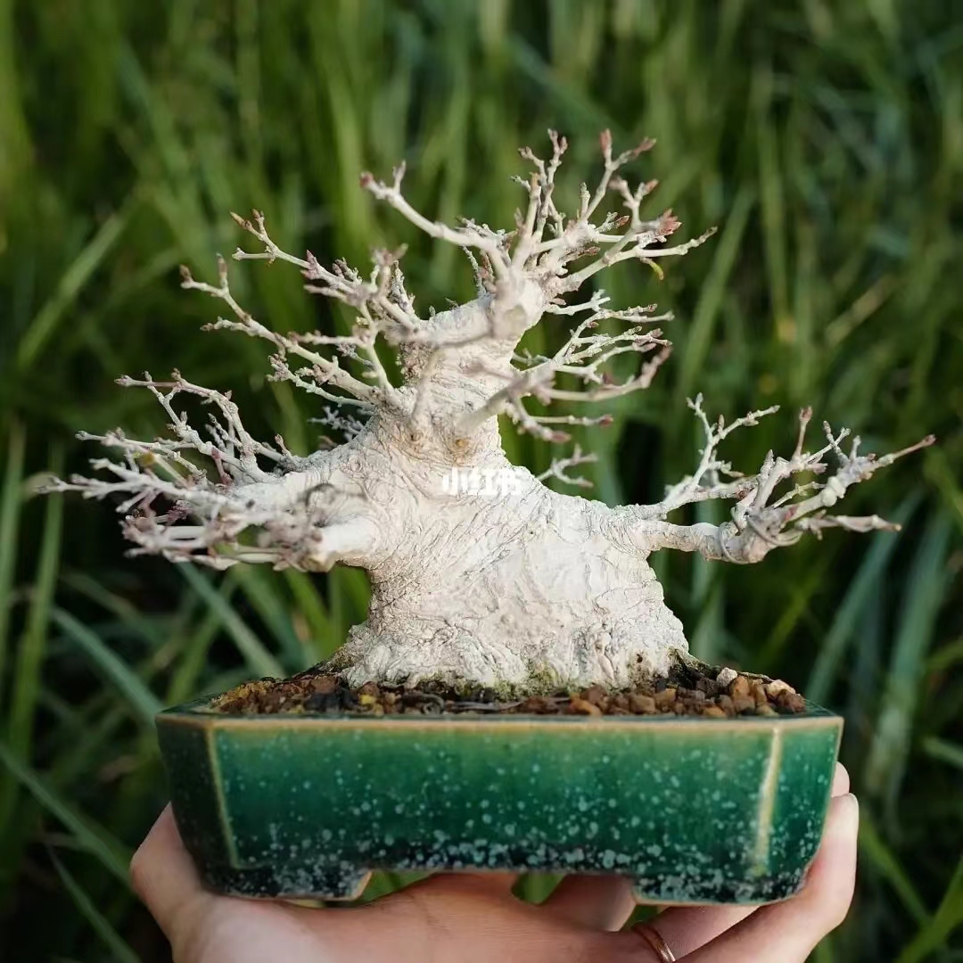 黄荆银杏树盆景直播间素材（一物一拍）好看种植北方南方发货