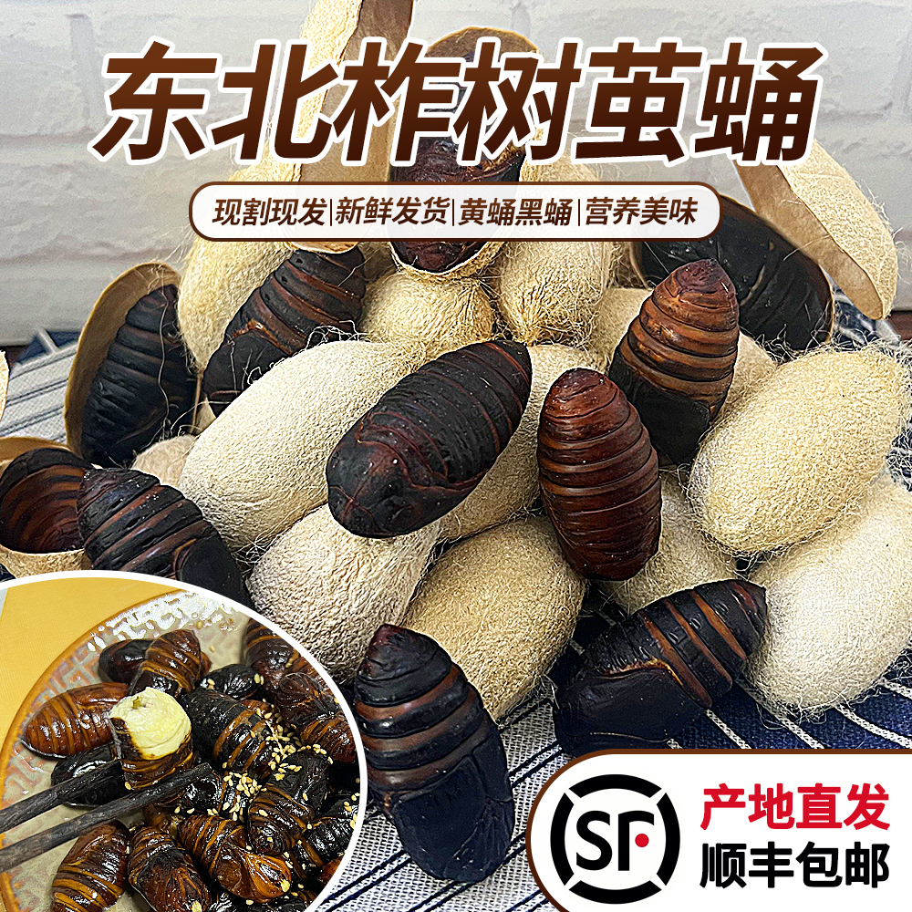 【东北特产】2025年辽宁新鲜柞树茧蛹250g/500g黄茧蛹黑茧蛹顺丰
