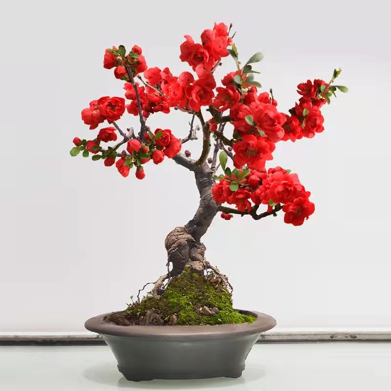 海棠盆栽精品长寿冠老桩四季开花
