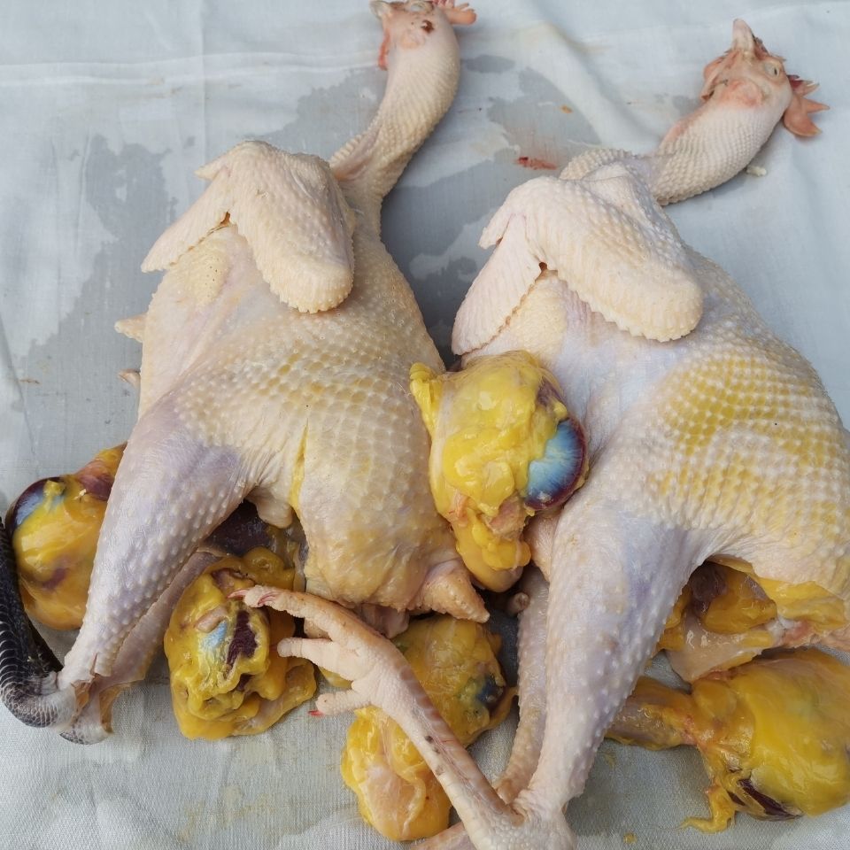 小尧散养土鸡现称1.5斤起（称重改价）