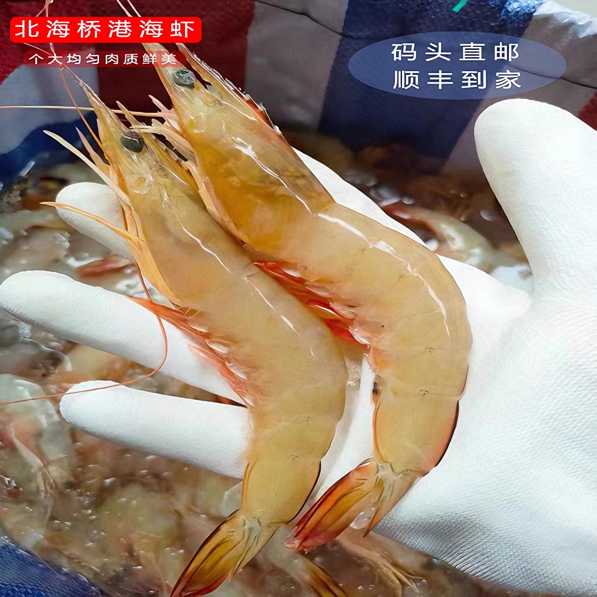 （广东拍）北海海捕杂鱼 现场杂鱼直播改价链接五斤新鲜