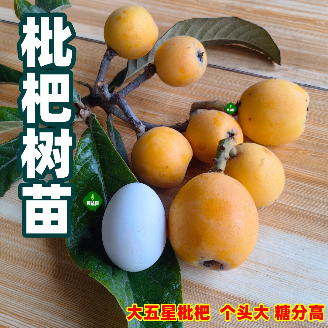【果树】纯正大五星枇杷树苗黄肉大枇杷结果树白肉枇杷嫁接苗现挖苗
