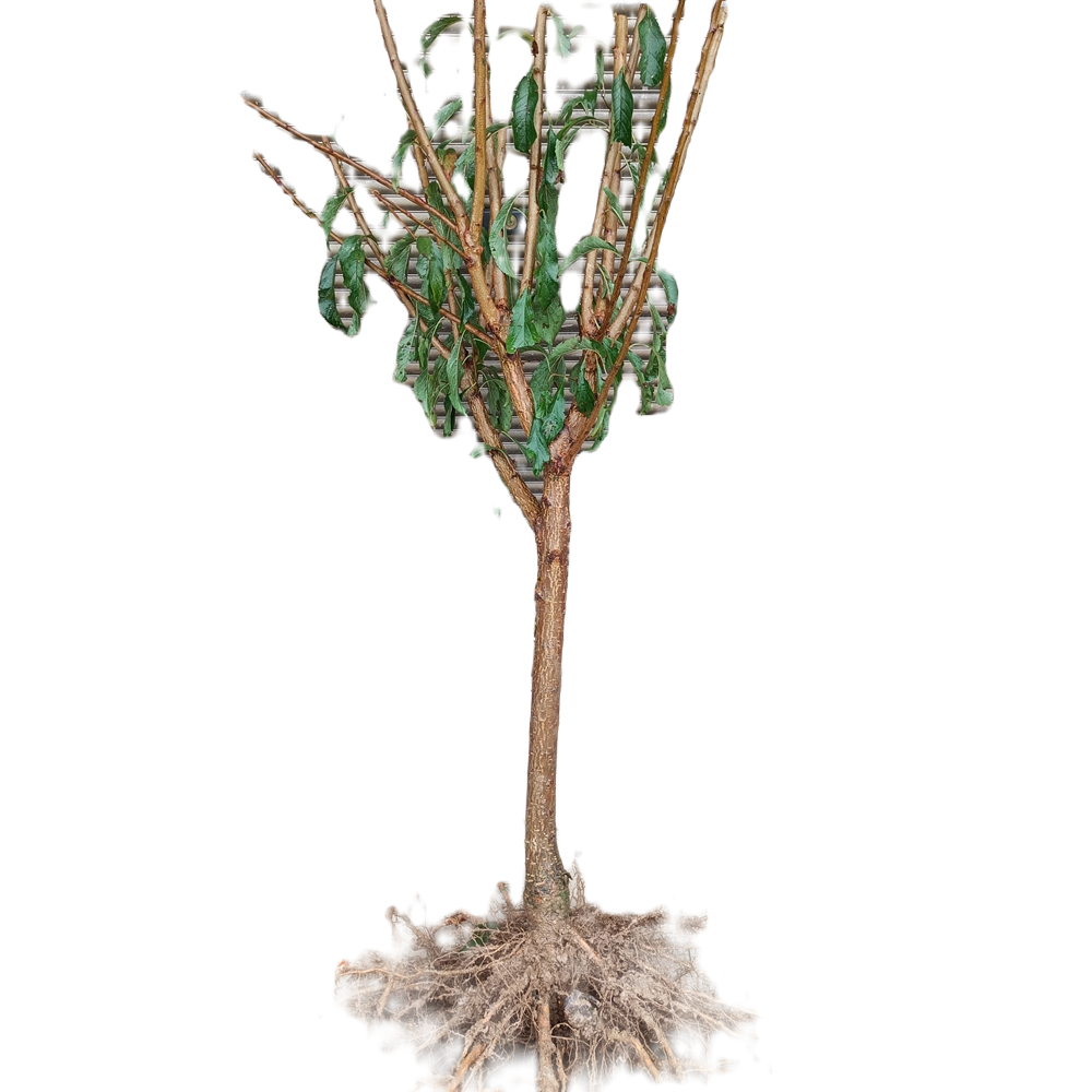 一物一拍福利捡漏果树苗梨多年生李子树樱桃柑橘枇杷嫁接果树苗木