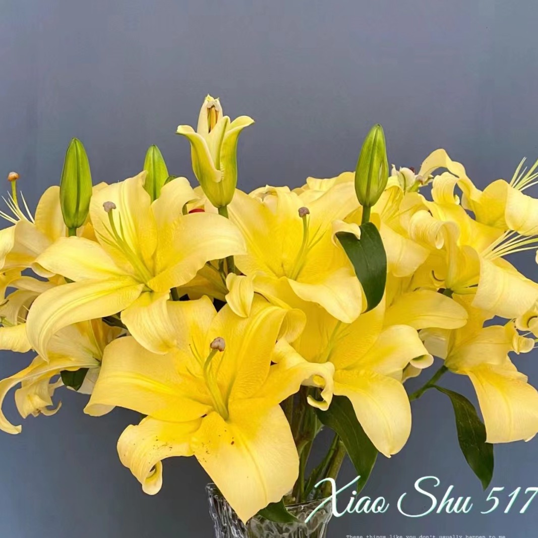 【津云优选】多头皇帝 单瓣香水百合 快递包邮观赏型鲜切花百合