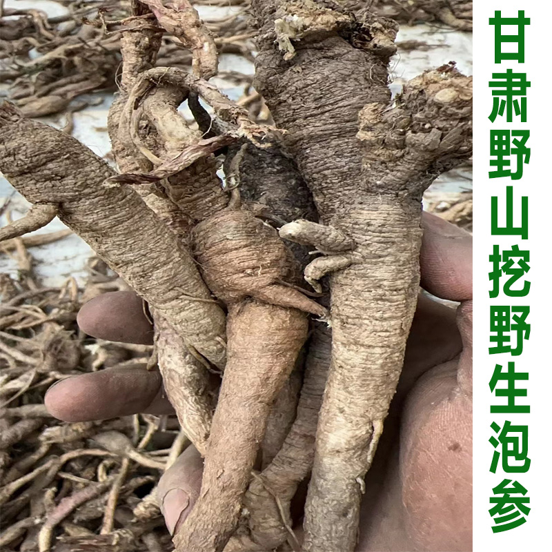 《南沙参》甘肃野山采挖野生泡参500克包邮特大无硫磺新货可切断