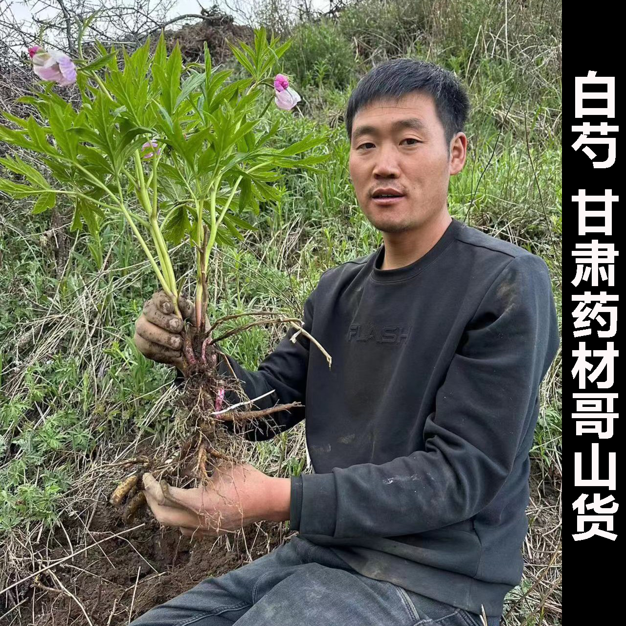 甘肃野山挖野生白芍500克包邮新货无硫磺现切新鲜功效好可发赤芍