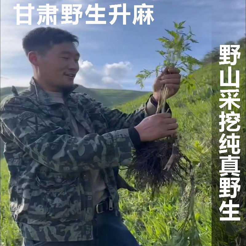 《升麻》甘肃野山采挖野生升麻500克包邮特级无硫磺新货可切片磨粉