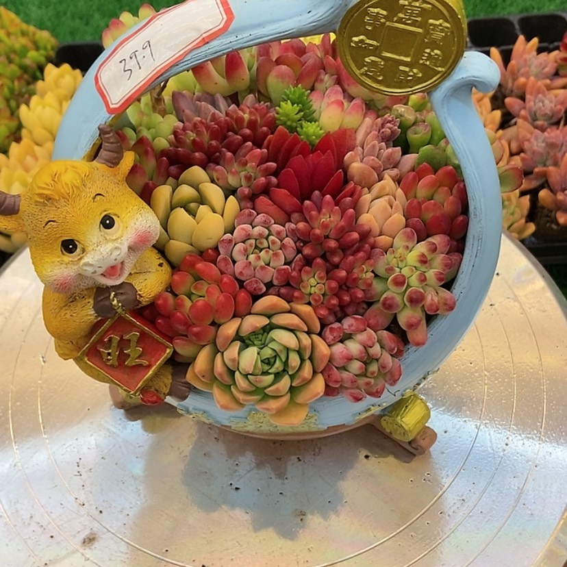 【闪购商品】红陶171cm(含)-200cm(含)开**好抽奖福利