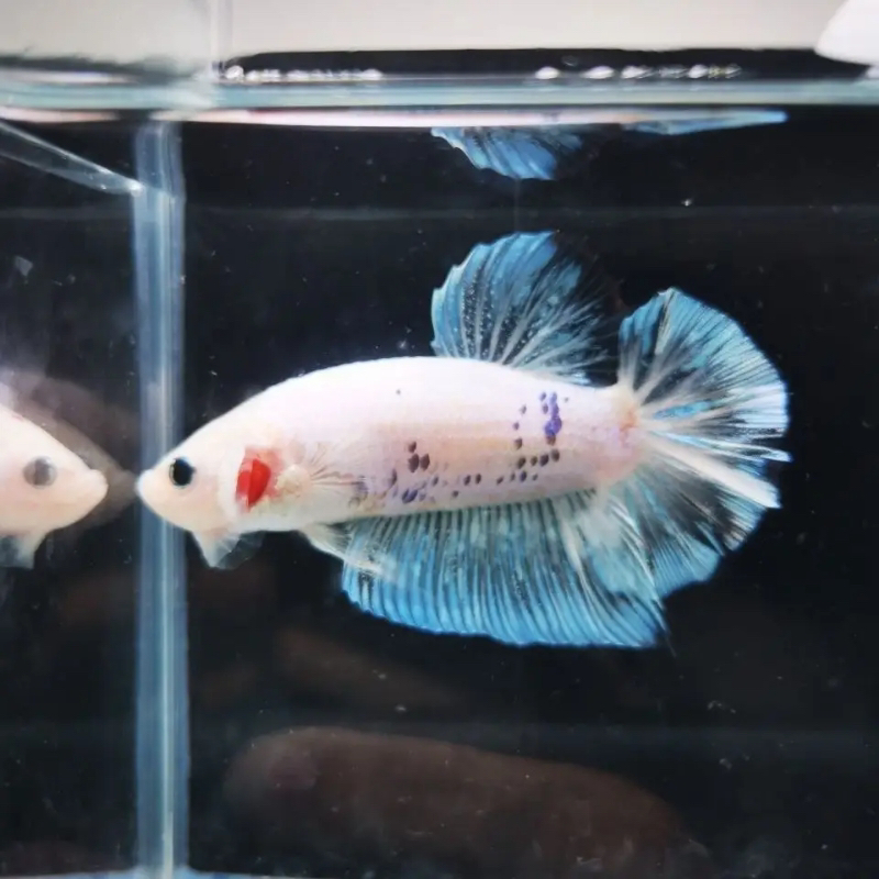 01-99-泰斗斗鱼观赏鱼半月母鱼小型鱼（6母/1公4母，尺寸3-3.5cm）