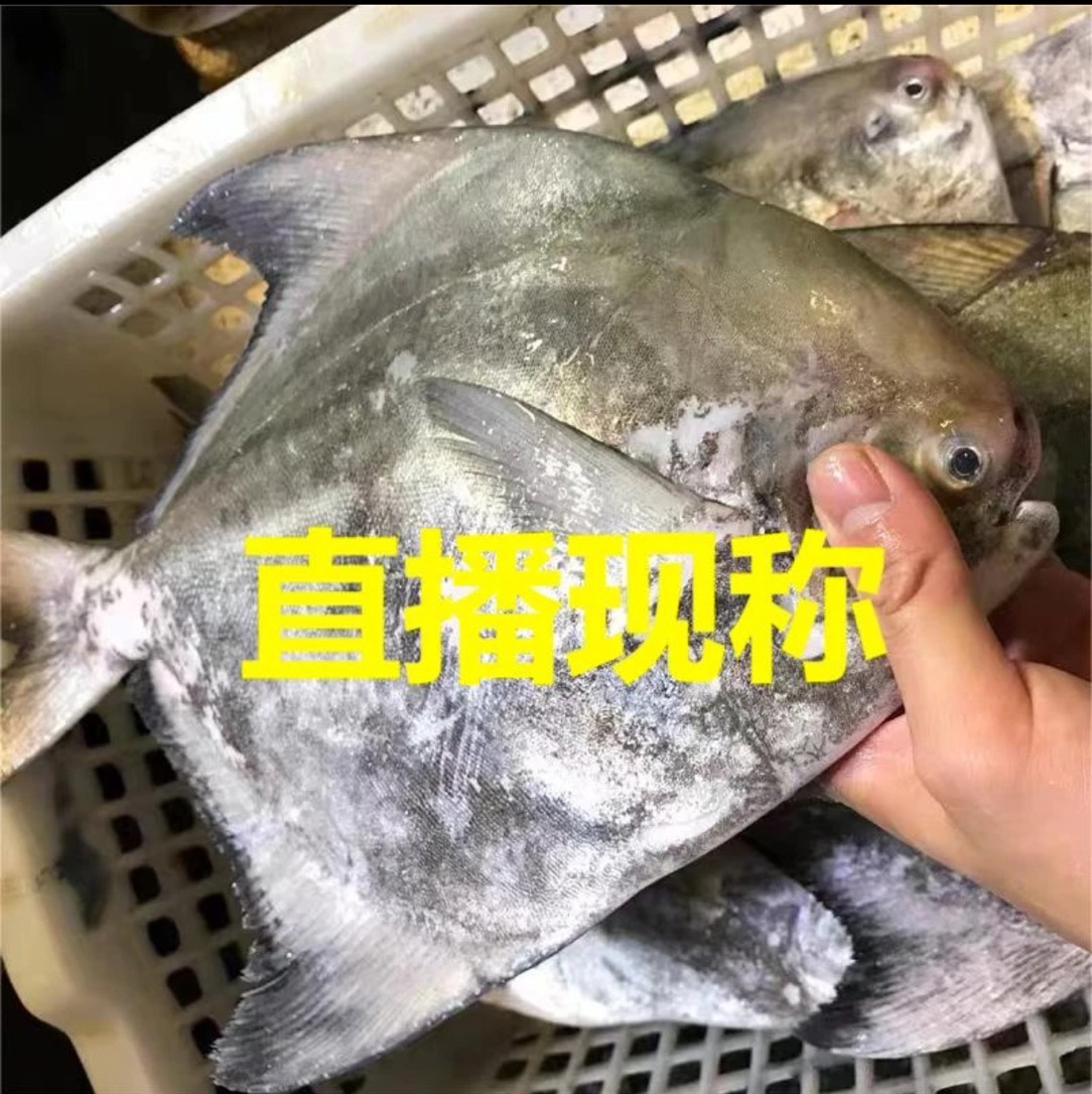 湛江本港深海鱼直播现称（保鲜不包活）顺丰冷链包邮