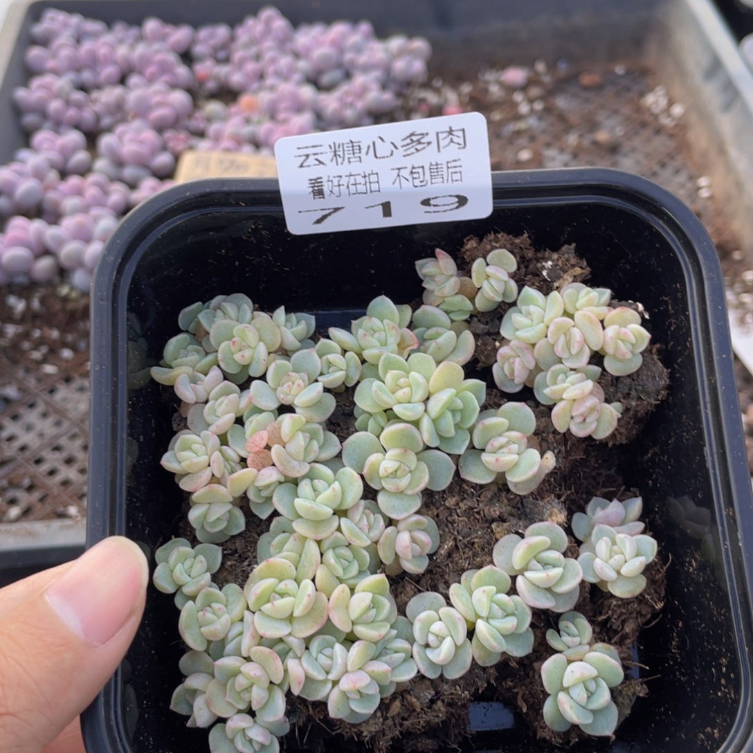 云糖心多肉植物719