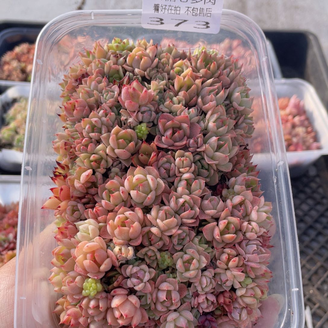 云糖心多肉植物373