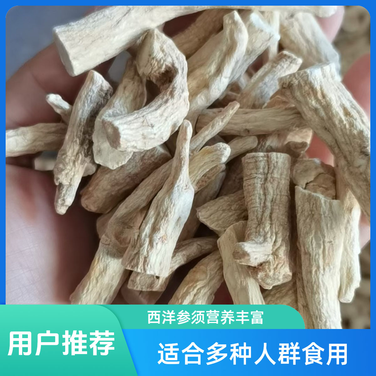 长白山西洋参丁腿500克