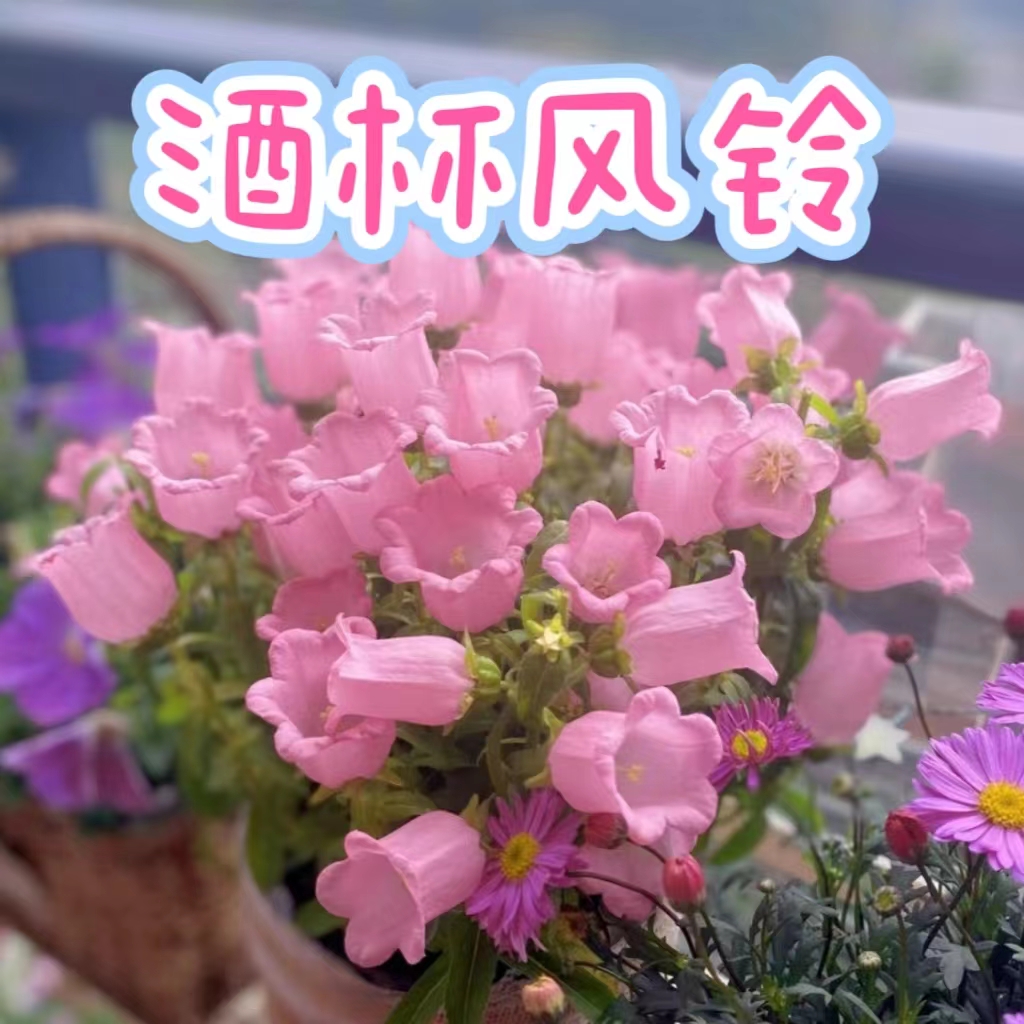 【酒杯风铃】阳台室内盆栽花卉