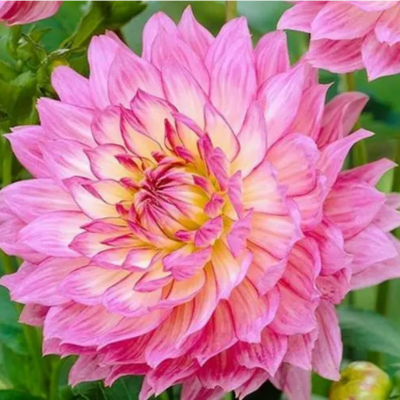 【大丽花盆栽】易成活 多色可选 多年生草本花卉好物