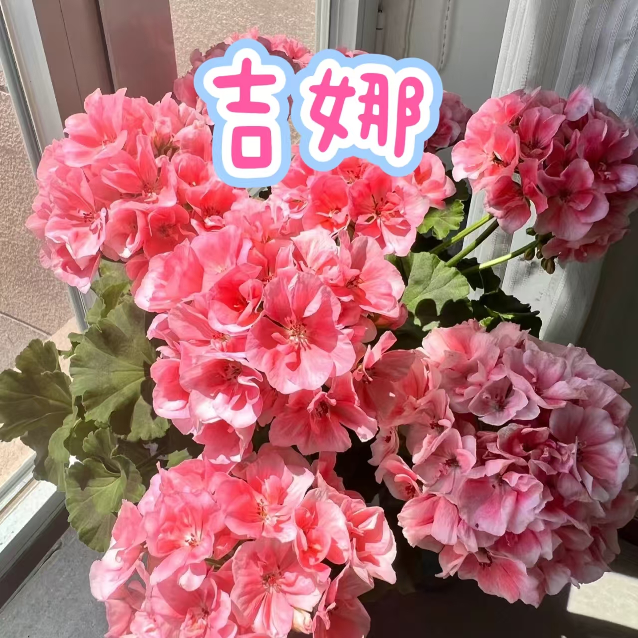 【天竺葵】盆栽带花苞发货花卉庭院阳台四季开花不断盆栽花卉