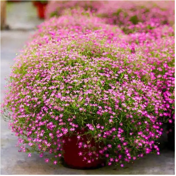 【吉普赛满天星】盆栽毛细跟，非常容易爆盆