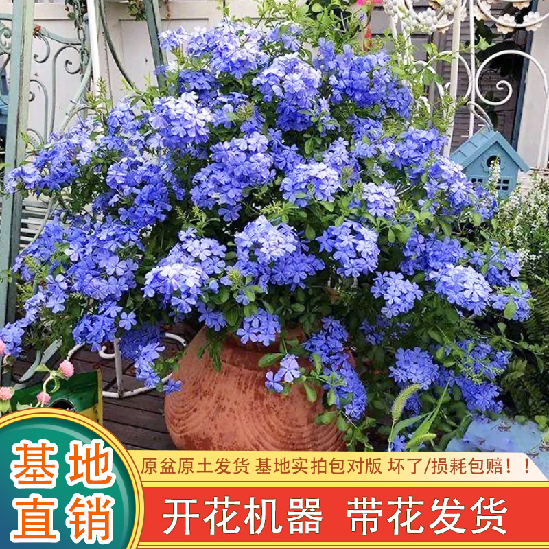 【蓝雪花】（越热越开，喜欢阳光）