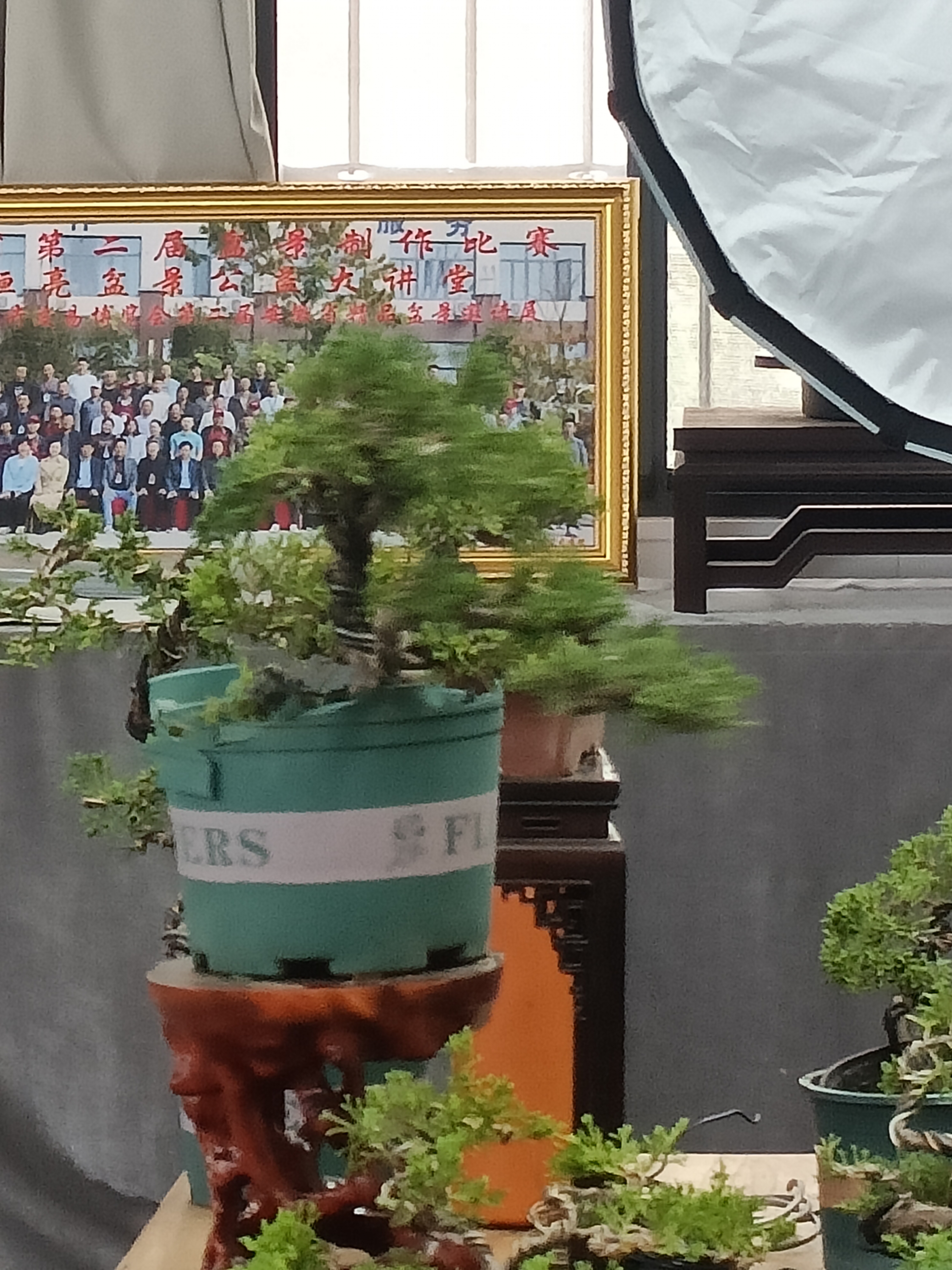 王恒亮精选艺术盆景