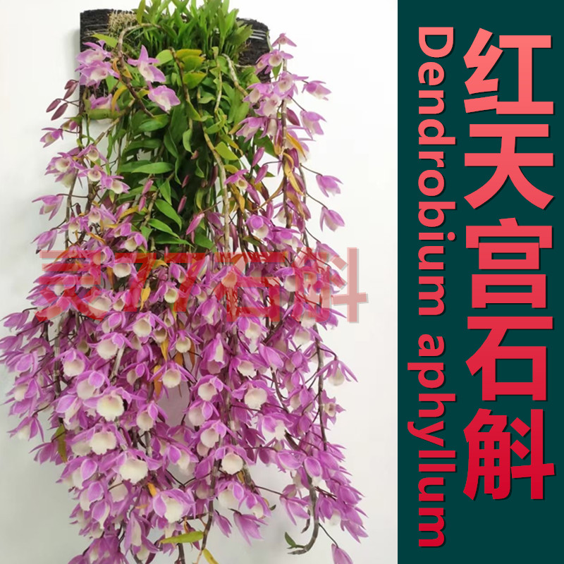 红天宫石斛 花朵深红色 种植成活木板一板 包邮