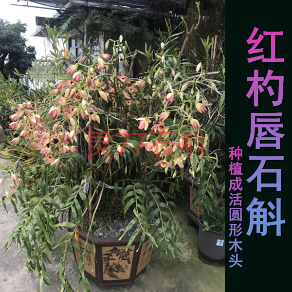 红杓唇石斛 浓香 春夏开花 种植成活盆栽一盆包邮