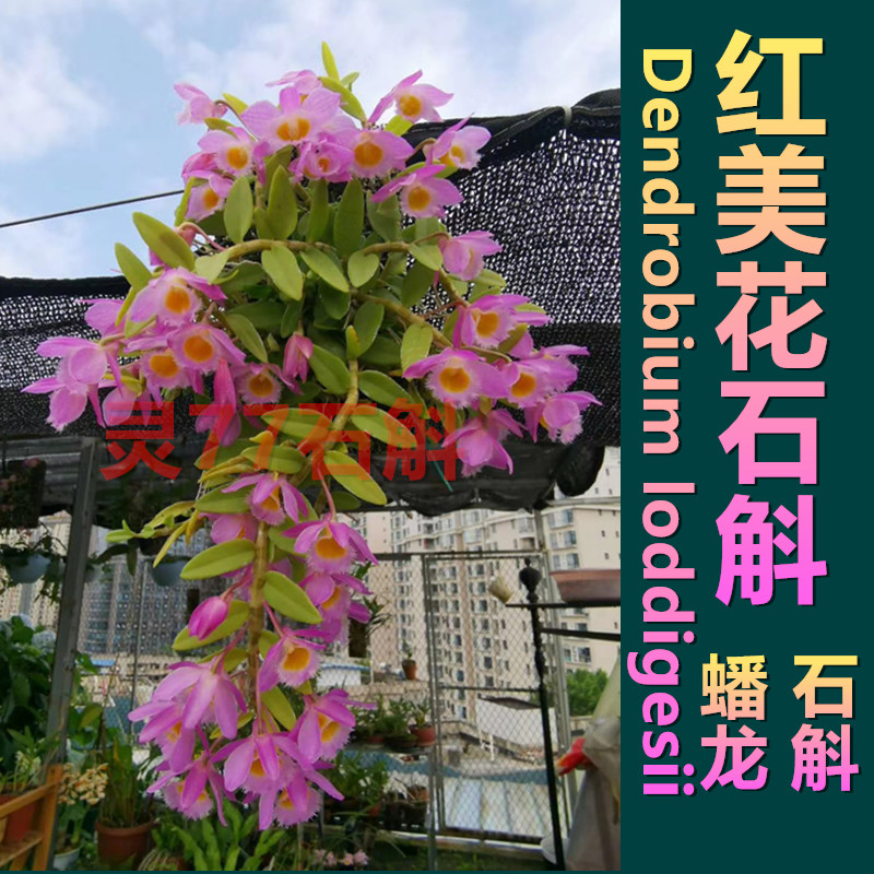 红美花石斛（蟠龙石斛）种植成活木板一板 包邮